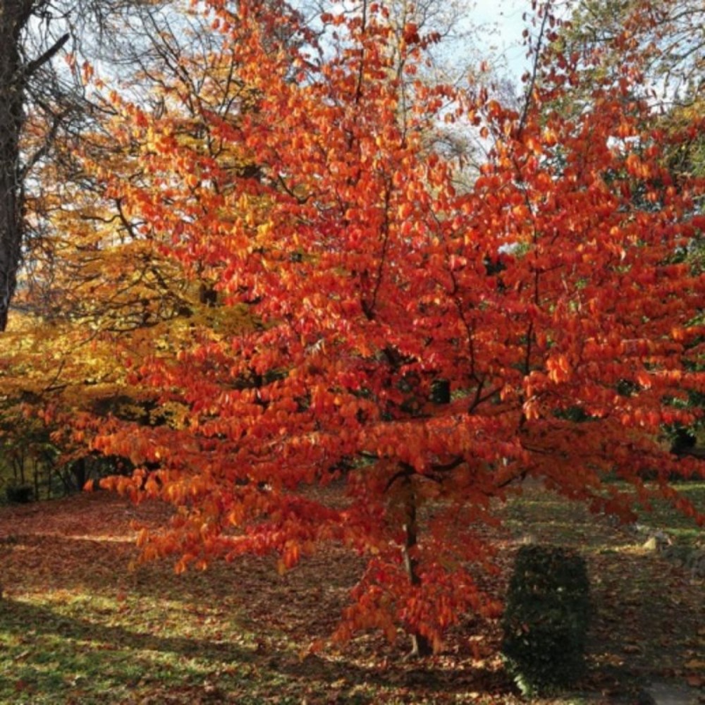 Arbre de fer (parrotia persica)