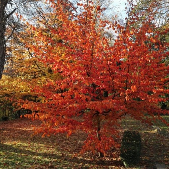Arbre de fer (parrotia persica)