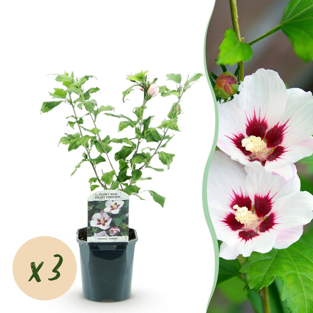 Hibiscus 'hamabo' - lot de 3 - pot 17 cm - hauteur 45 cm