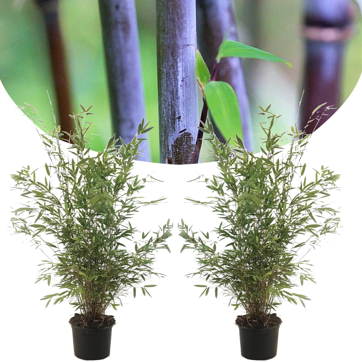 Plant in a box - fargesia nitida 'gansu' - set de 2 - bambou plante  exterieur rustique non traçant - pot 17cm - hauteur 50-70cm
