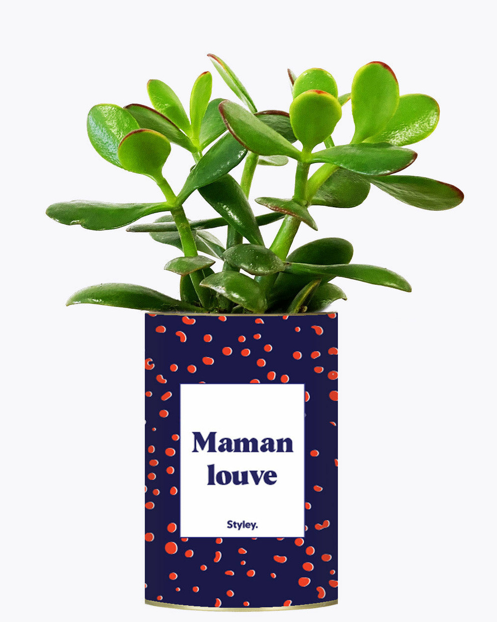 Plante à message - maman louve - cactus