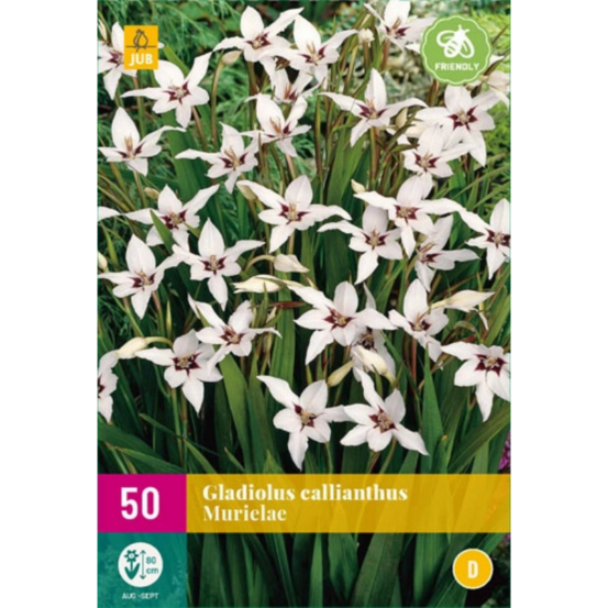 50 glaïeuls callianthus murielae bordeaux