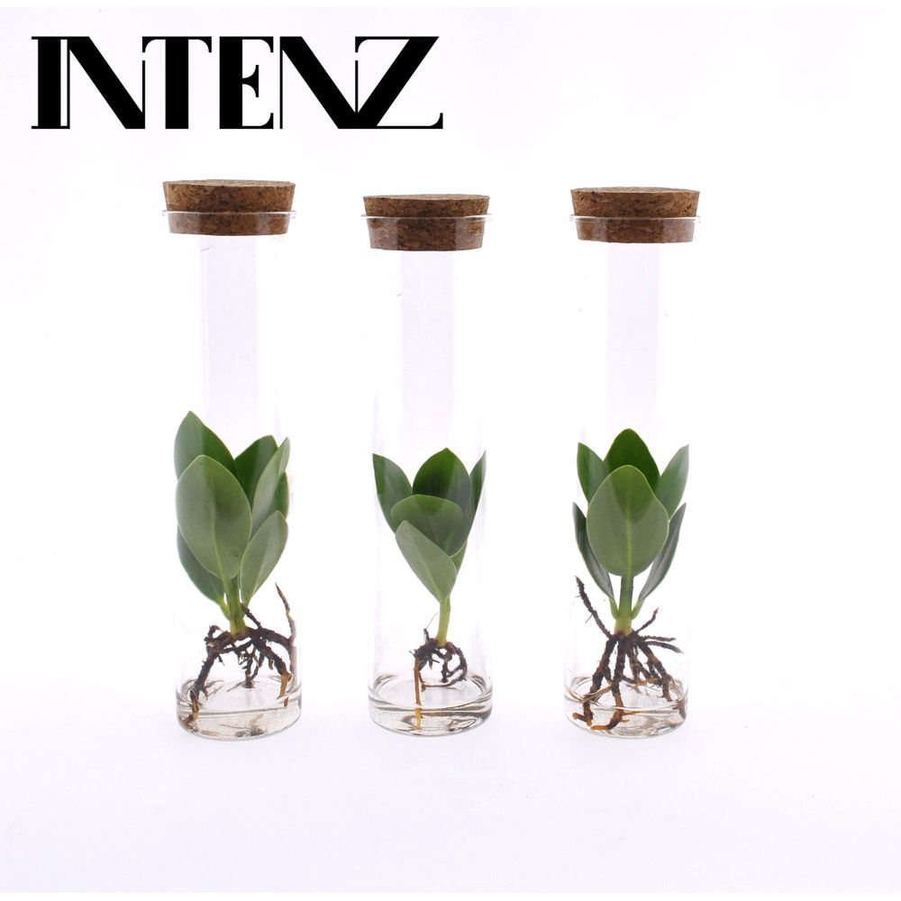 Clusia in tube glas - 3 pièces - ø5cm - ↕15cm - plantes d'intérieur