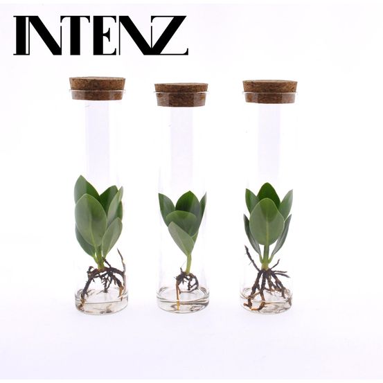Clusia in tube glas - 3 pièces - ø5cm - ↕15cm - plantes d'intérieur