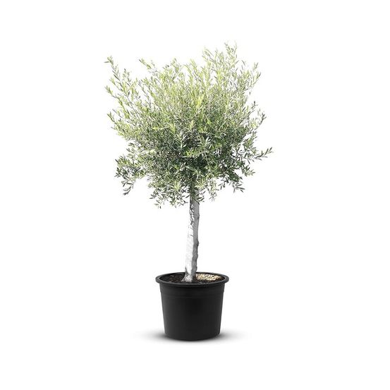 Olivier (olea europaea) l en pot 8/10 litres hauteur 80 à 110 cm