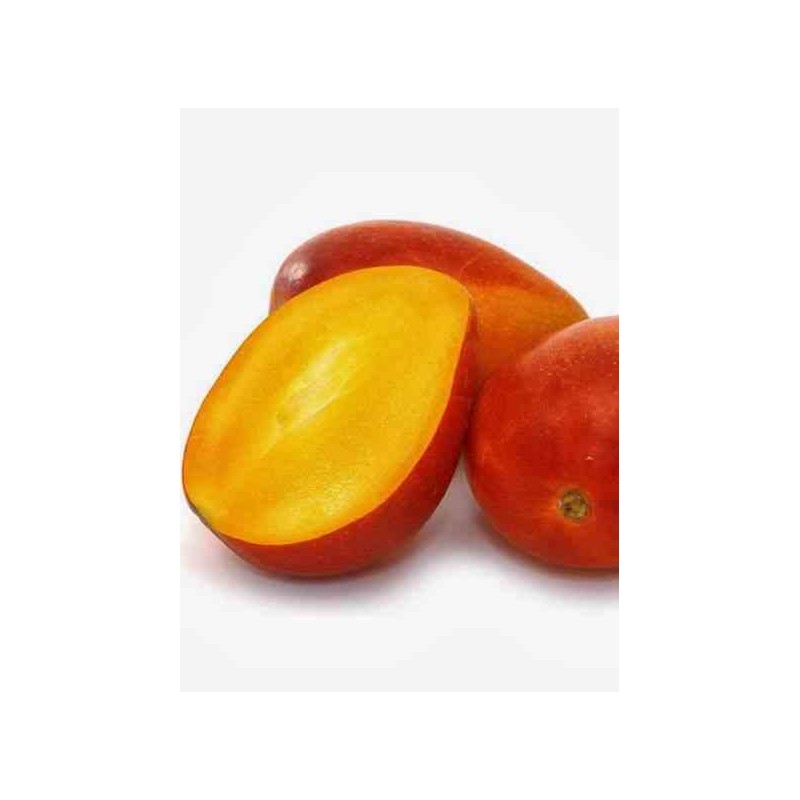 Manguier   mangifera indica var.irwin taille pot de 7 litres ? 80/100 cm -   jaune
