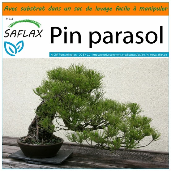 Garden in the bag - pin parasol - 6 graines - pinus pinea