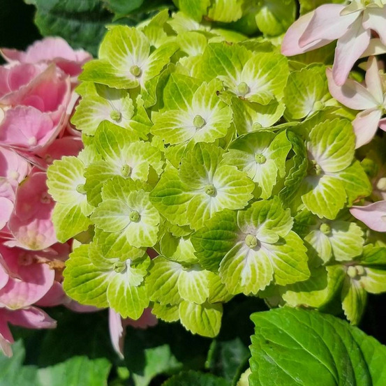 Hortensia macrophylla green ever belles® 'hortmagreclo' pot de 1,5l - 20/40 cm