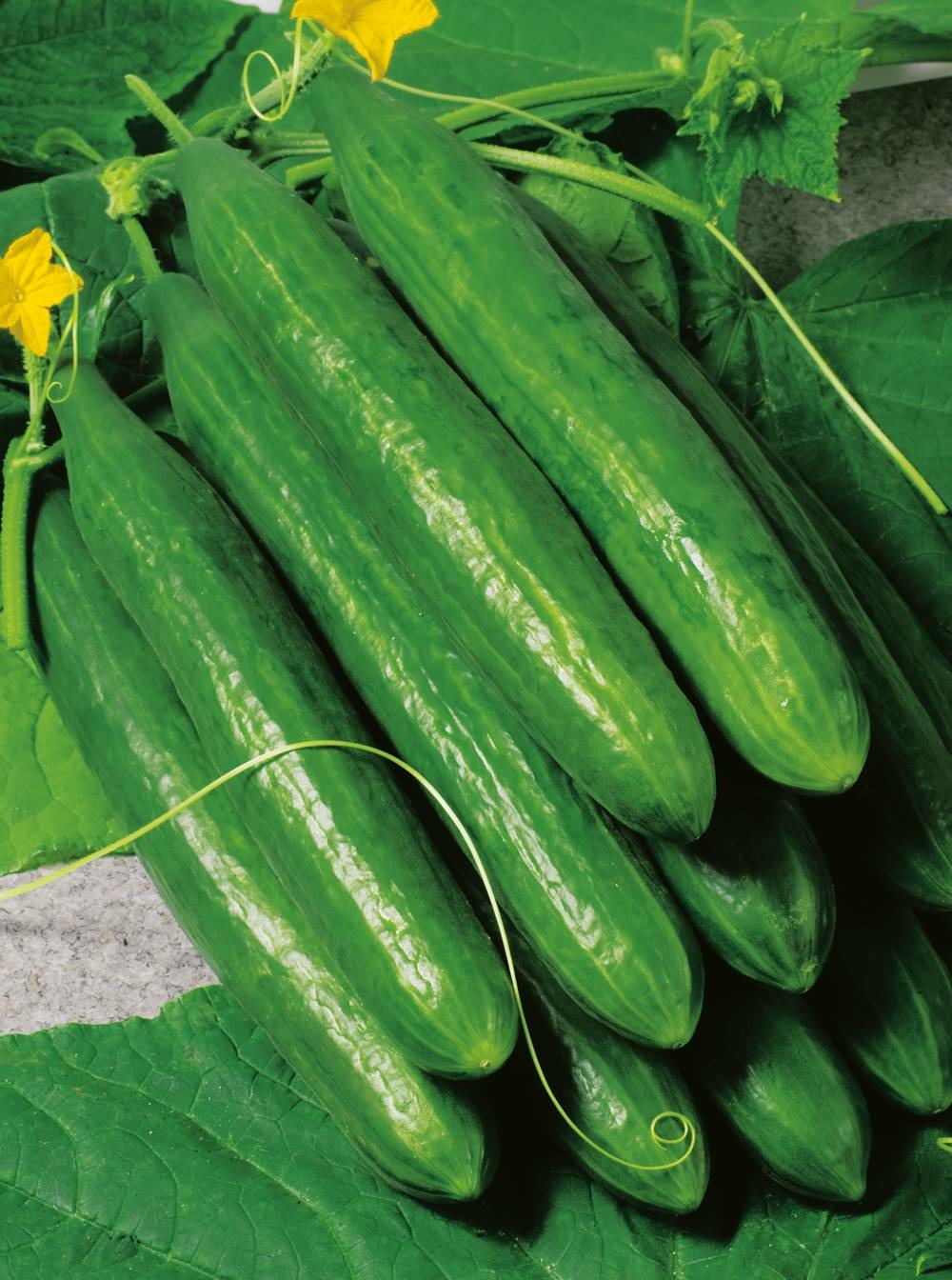 Concombre crokdelis hf1 - 15 graines