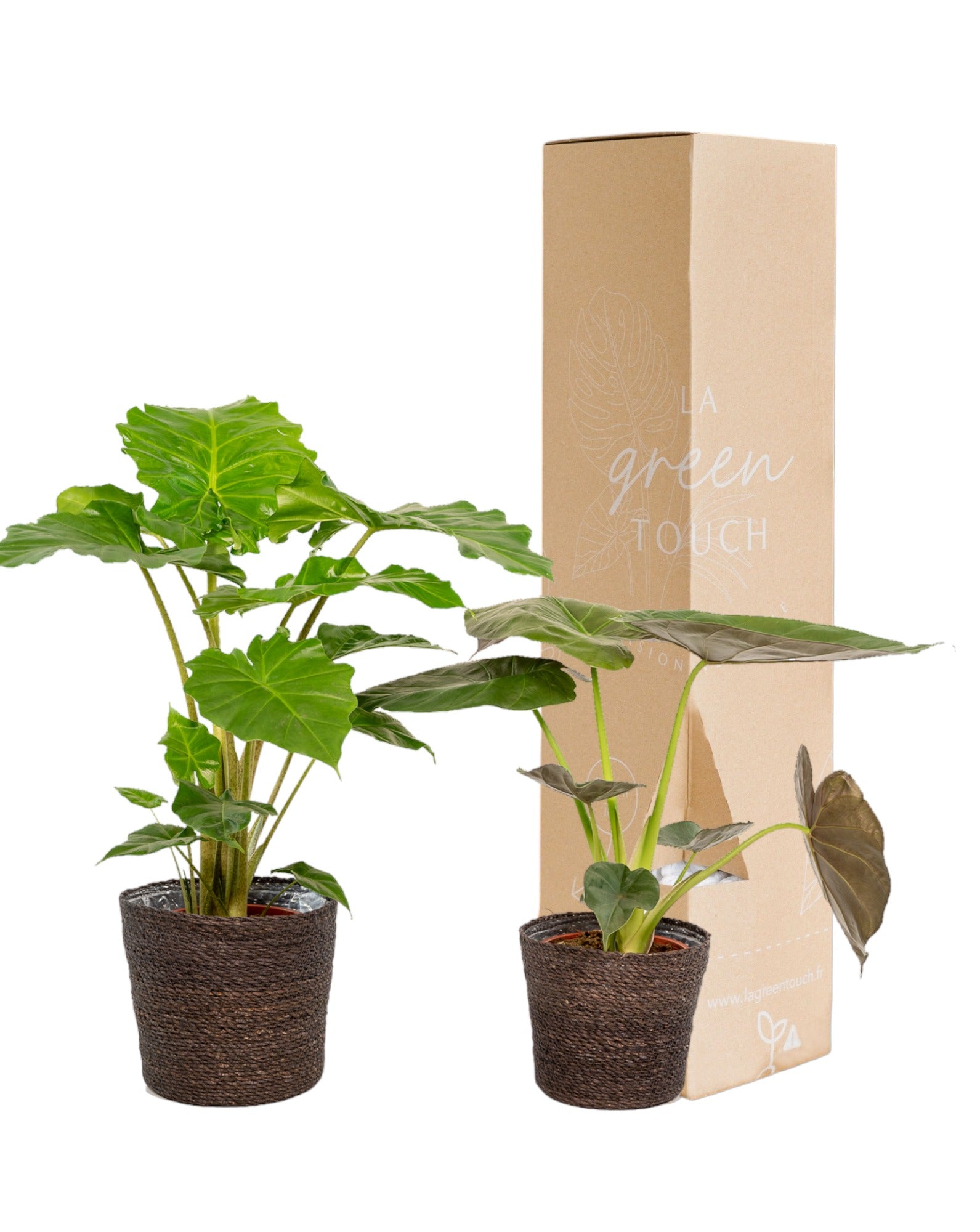 Plante d'intérieur - alocasia portodora - lot de 2 plantes - coffret cadeau 80.0cm