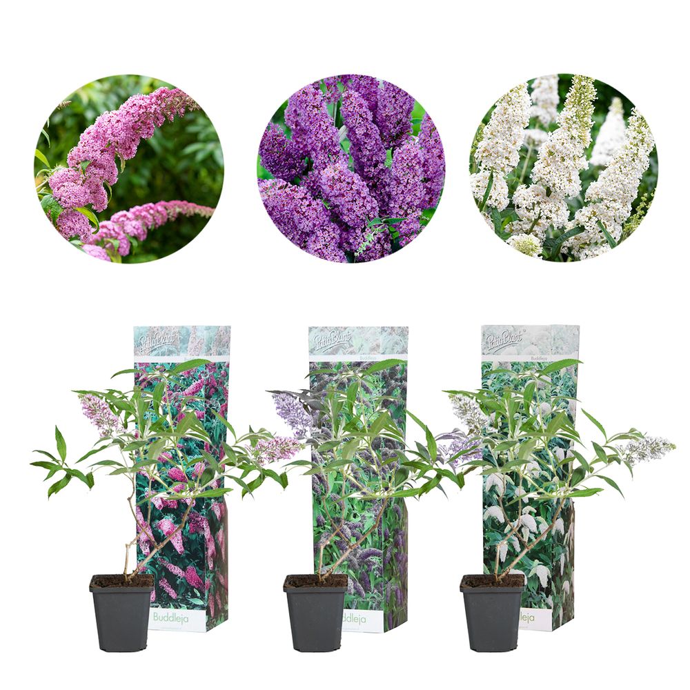 3x wl buddleja davidii mix - rose, bleu, blanc p9h40