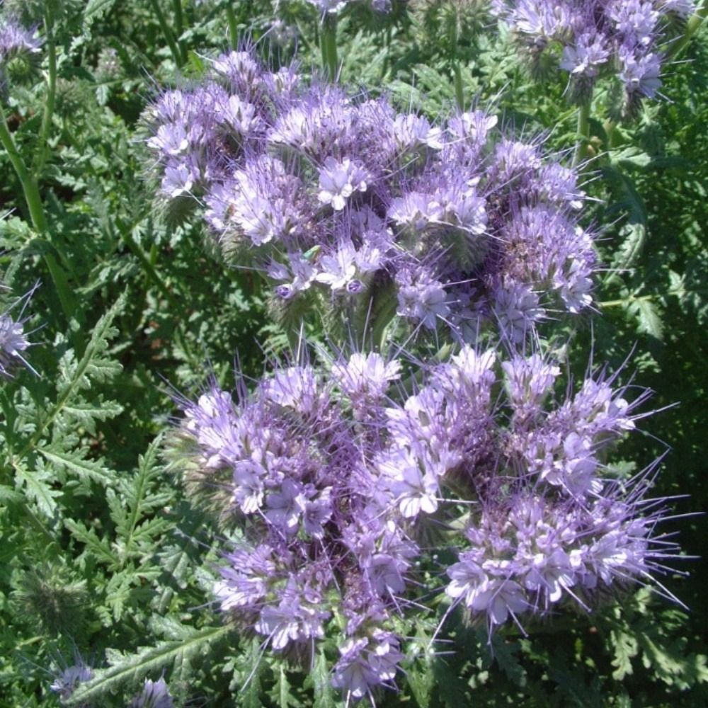 Graines de fleurs, graines de torénia à ailes bleues, environ 500 graines par paquet, 5 paquets