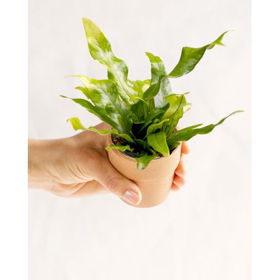 Mini microsorum 15cm - plante d'intérieur