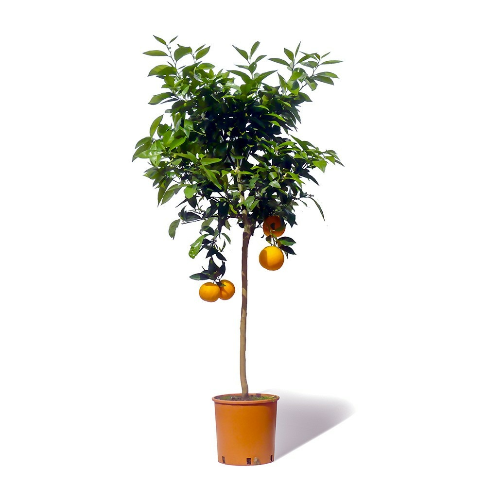 Oranger newhall large en pot 8l agrume fruitier 70 à 110 cm arbre méditerranéen à fleurs blanches parfumées et fruits savoureux