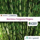 11 x  bambou fargesia pingwu en pot de 10 l