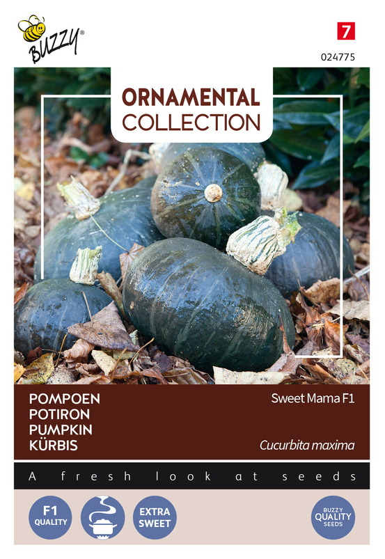 Buzzy ornamental, potiron sweet mama f1 - ca. 8 graines (livraison gratuite)