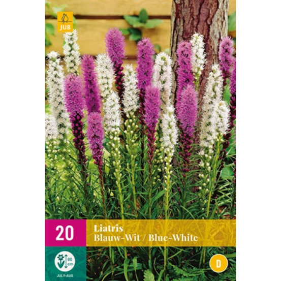 20 liatris bleu - blanc