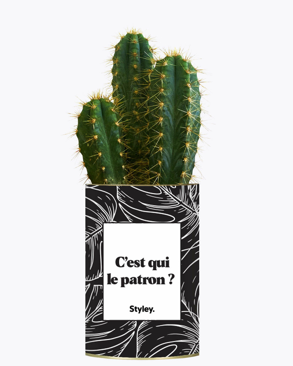 Plante facile à entretenir - c'est qui le patron ? - cactus