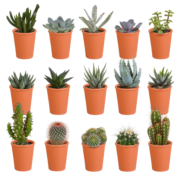 15x mélange cactus et succulentes - plante d'intérieur - pot terre cuite - ⌀5.5 cm - ↕5-10 cm