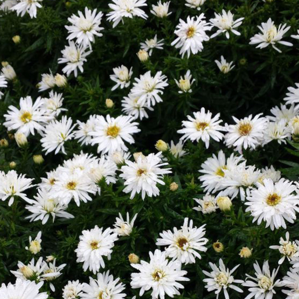 6 x aster 'kristina' - aster 'kristina' - godet 9cm x 9cm