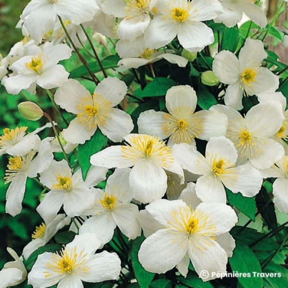 Clématite des montagnes (clematis montana 'grandiflora')