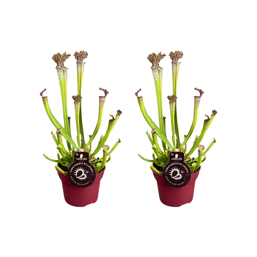 Sarracenia farnhamii - 2 pièces - ø12cm - ↕40cm - plantes d'intérieur