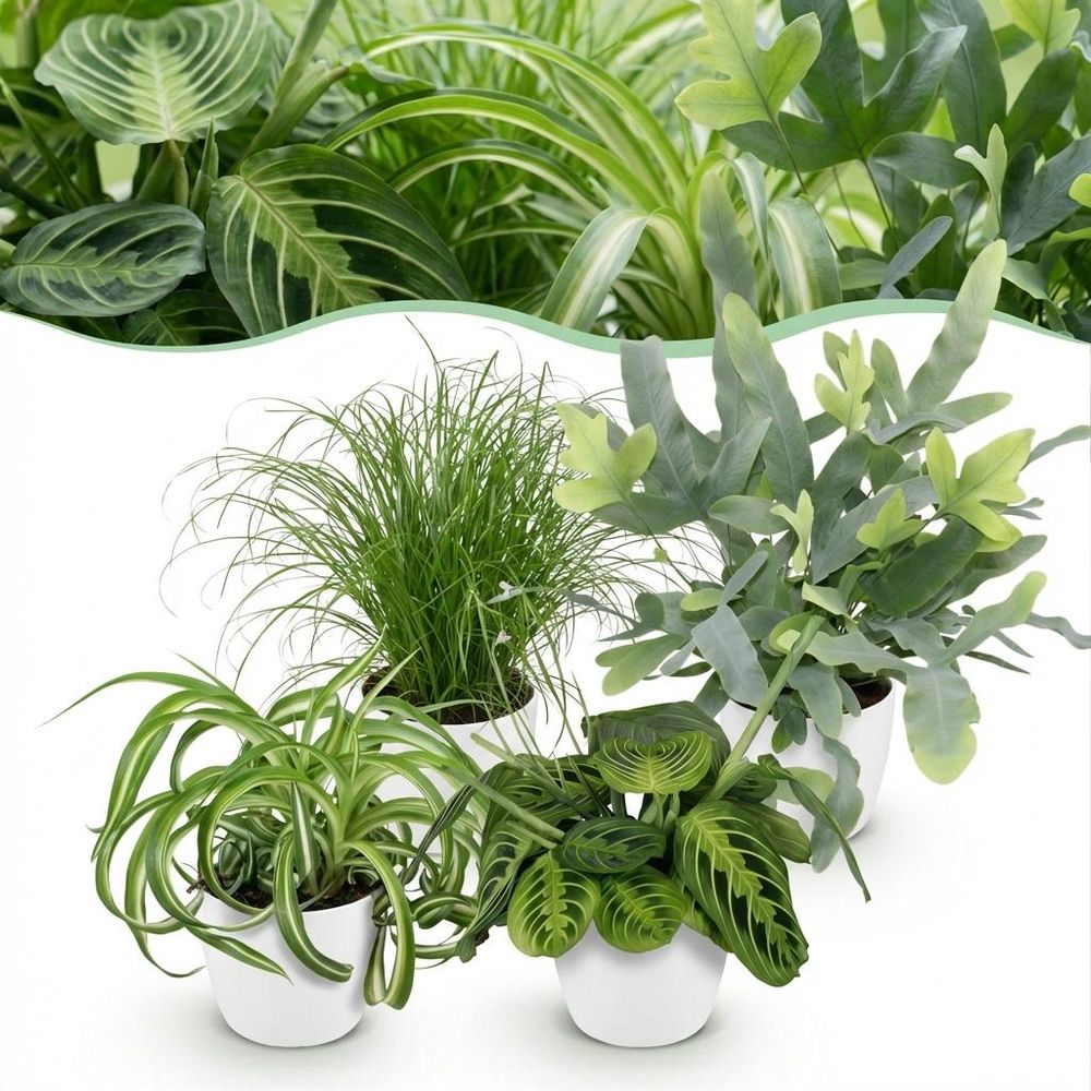 Chlorophytum - cyperus - phlebodium - marantha - pet-friendly - pot de 12cm - hauteur 25cm - plantes d'intérieur
