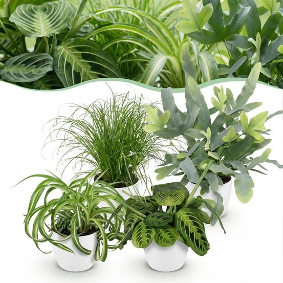 Chlorophytum - cyperus - phlebodium - marantha - pet-friendly - pot de 12cm - hauteur 25cm - plantes d'intérieur