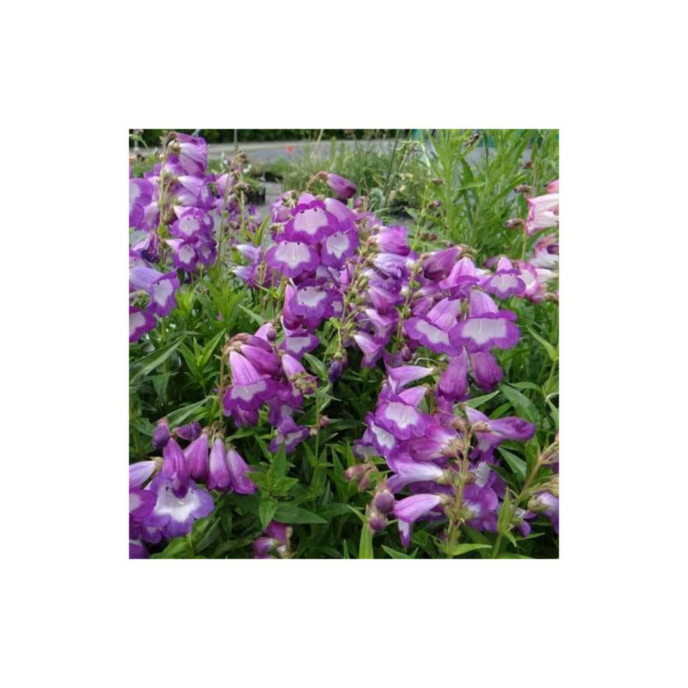 Penstemon pensham czar godet - 5/20 cm