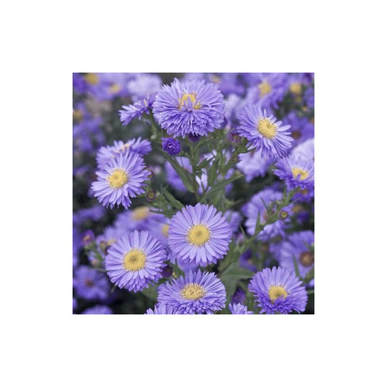 Aster grand d'automne marie ballard, aster novi-belgii lot de 9 godets