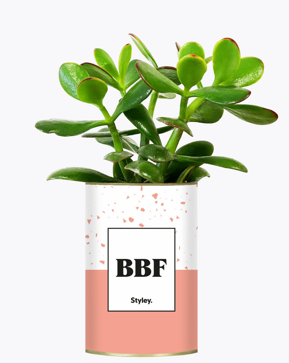 Idée cadeau - BBF - plante grasse