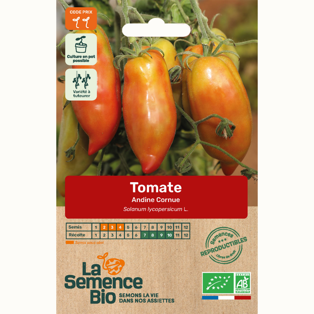 Tomate andine cornue - graines bio