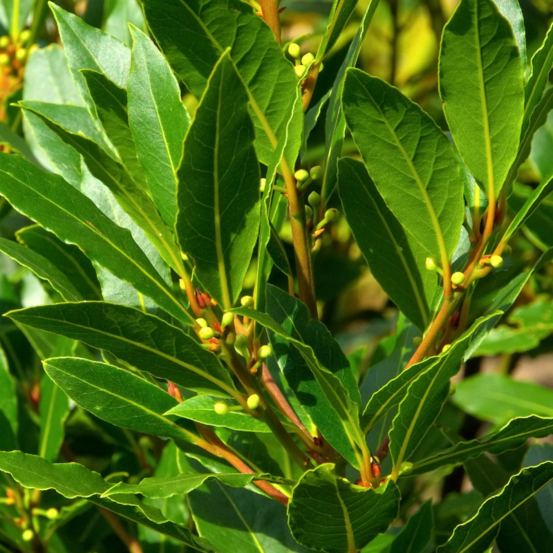 Plant de laurier sauce en pot