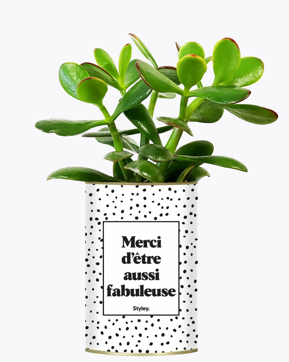 Plante personnalisée - merci d'être aussi fabuleuse - cactus