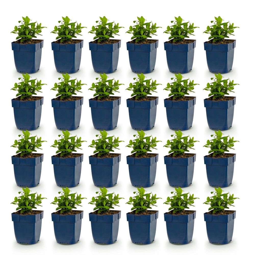 Millepertuis - lot de 24 - pot 11 cm - hauteur 25 cm - plante d'extérieur