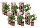 Hydrangea macrophylla 'early pink' - set de 6 - hortensia fleur blanc - plante jardin exterieur robuste - pot 9cm - hauteur 25-40cm