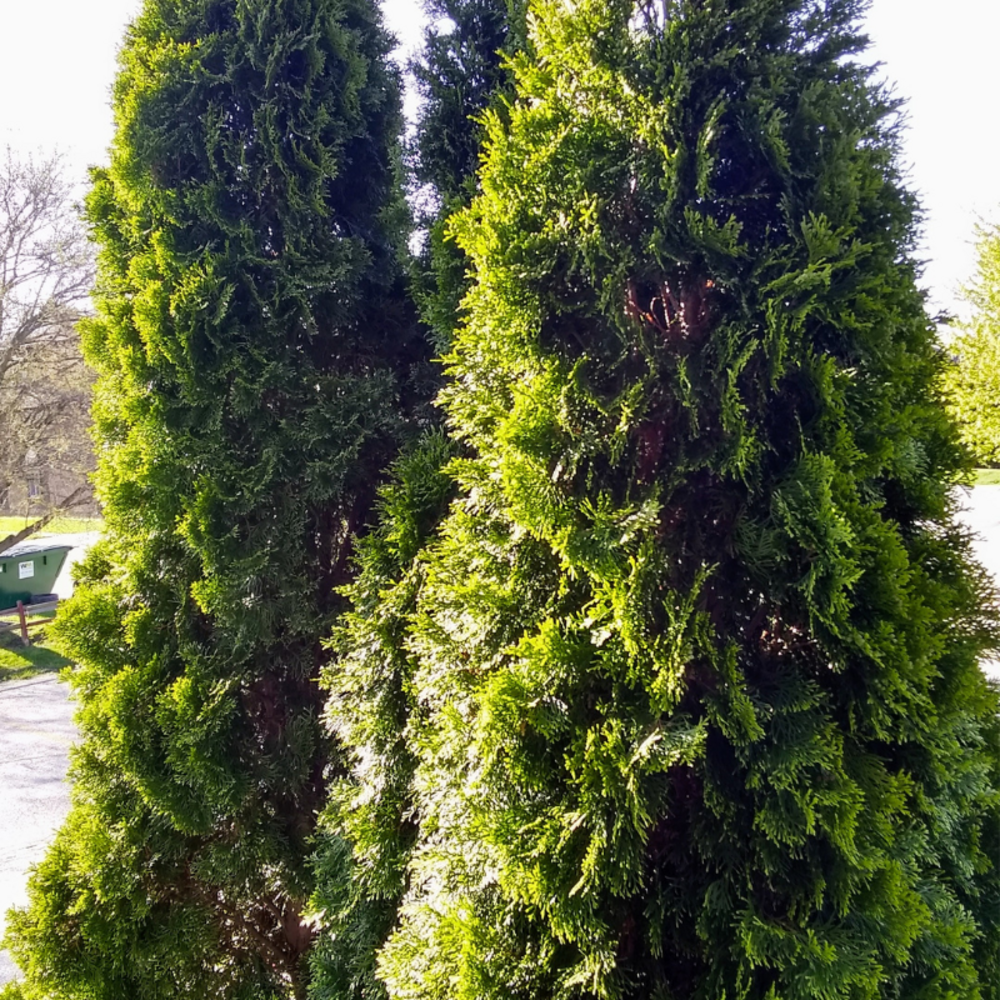 Thuya occidental degroot spire - thuja occidentalis degroot spire 30/40cm pot 2,5l