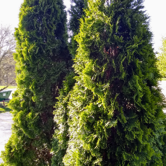 Thuya occidental degroot spire - thuja occidentalis degroot spire 30/40cm pot 2,5l