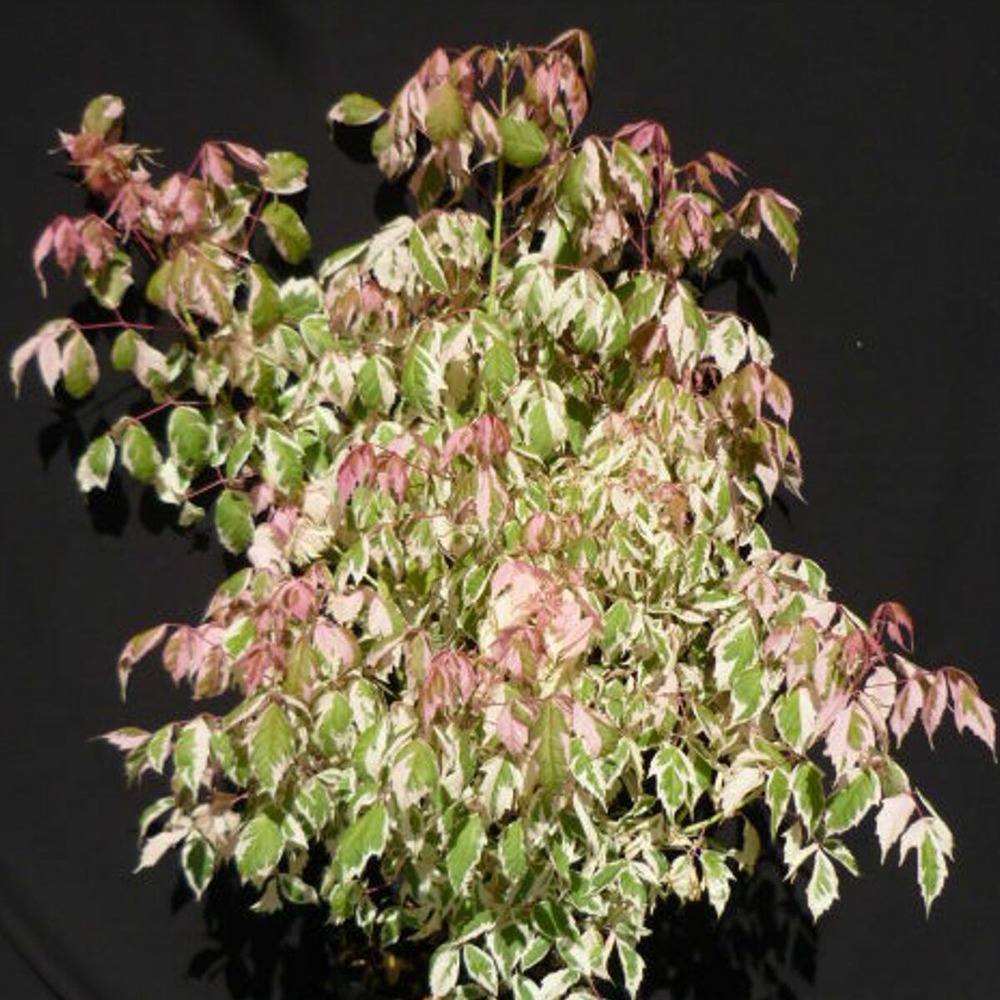 Érable à feuilles de frêne flamingo, acer negundo pot de 15l - baliveau