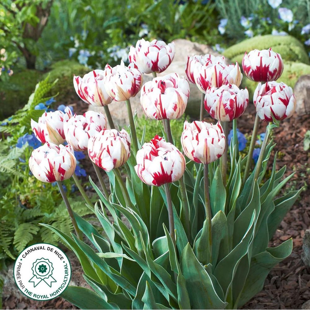 Tulipe carnaval de nice - 5 bulbes