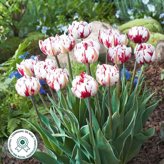 Tulipe carnaval de nice - 5 bulbes