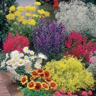 Massif fleuri facile - 8 plantes vivaces - superficie environ 1,5 m², 8 pièces en racines nues et pots