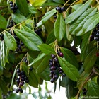 Prunus laurocerasus 'novita':pot 3l