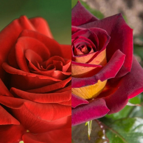 Rosier arbustif duo bertrand amoussou® & eddy mitchel® pot de 7,5l - 40/60 cm