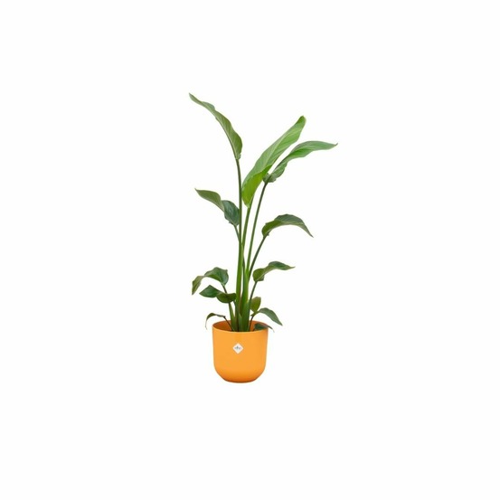 Strelitzia nicolai 120 cm et son pot orange 23cm - hauteur 120cm