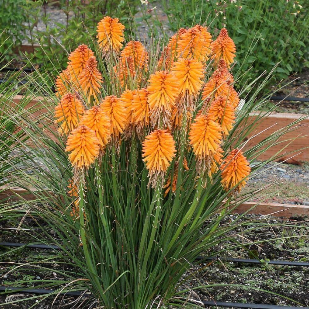 Kniphofia, tison de satan poco orange® lot de 3 godets
