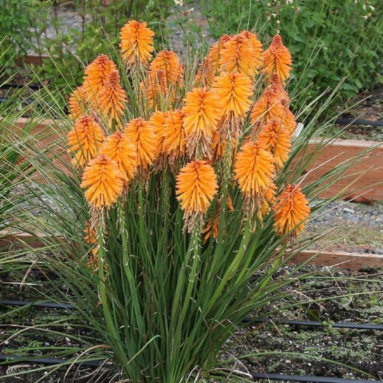 Kniphofia, tison de satan poco orange® lot de 3 godets