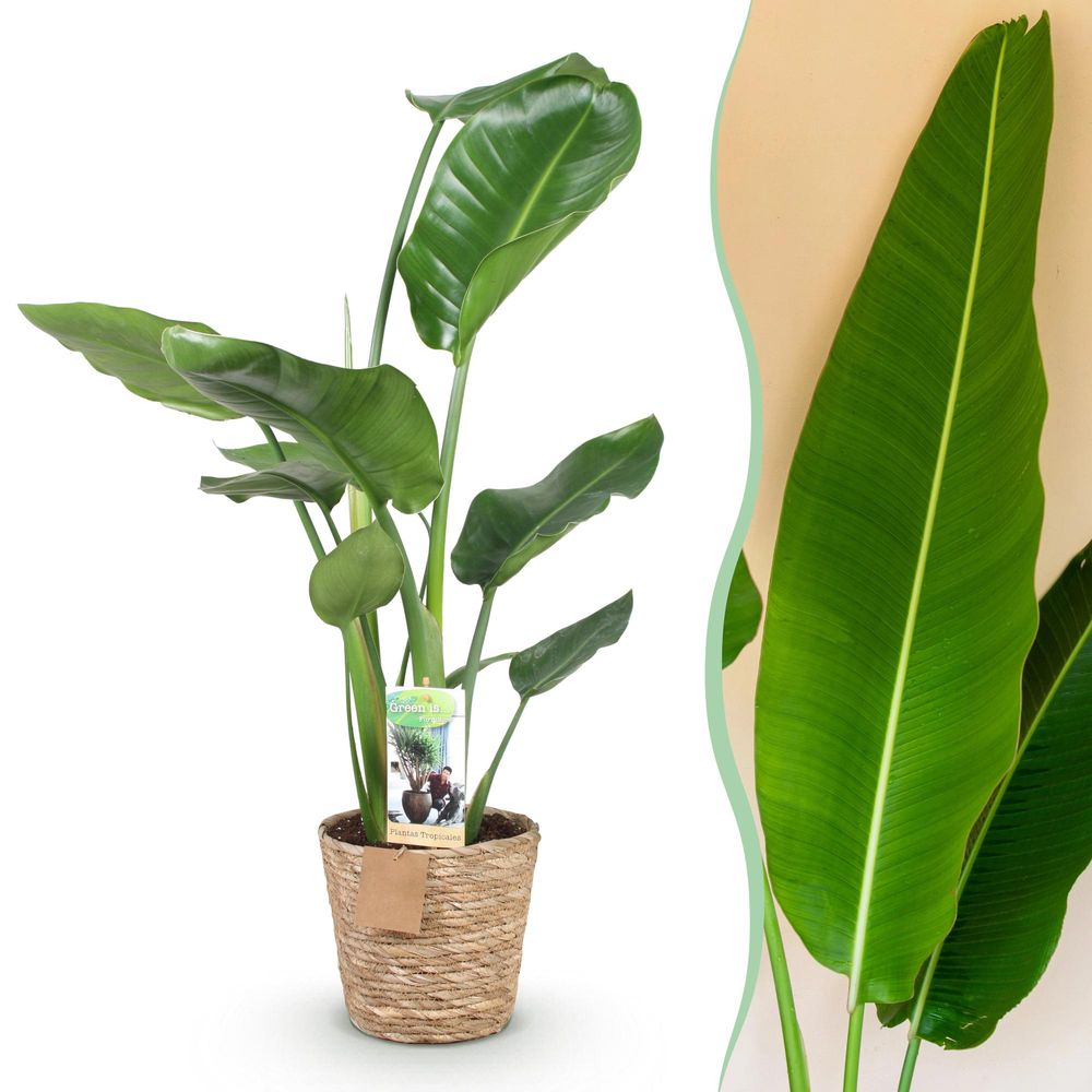 Strelitzia nicolai - plantes d'intérieur