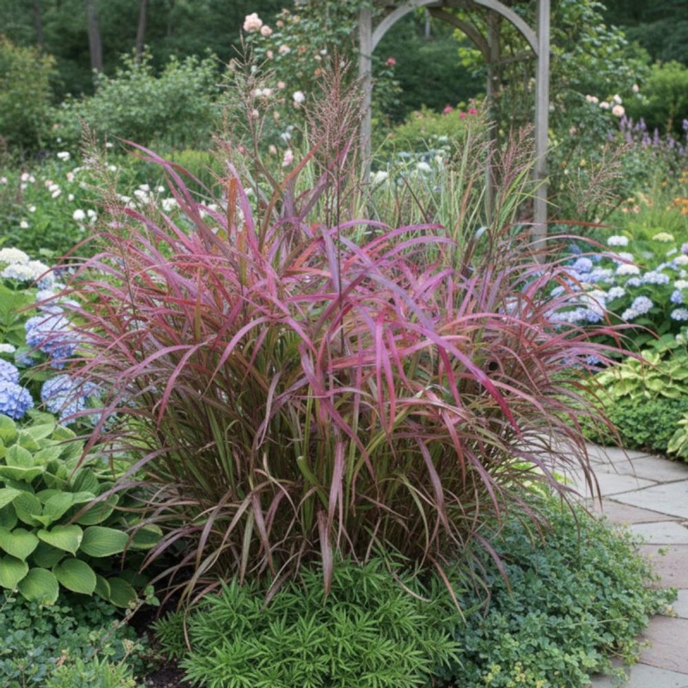 Miscanthus, roseau de chine ghana lot de 3 godets