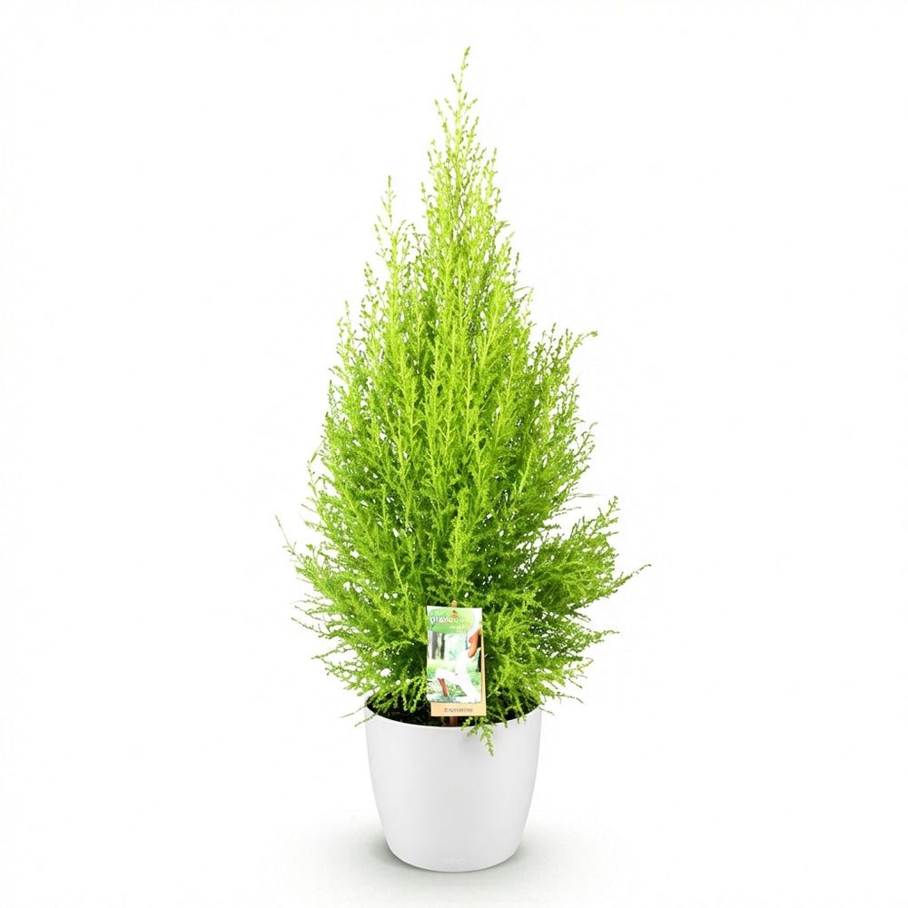 Cupressus gold crest wilma - conifère d'intérieur - pot de 21cm - hauteur 85-95cm - plante d'extérieur